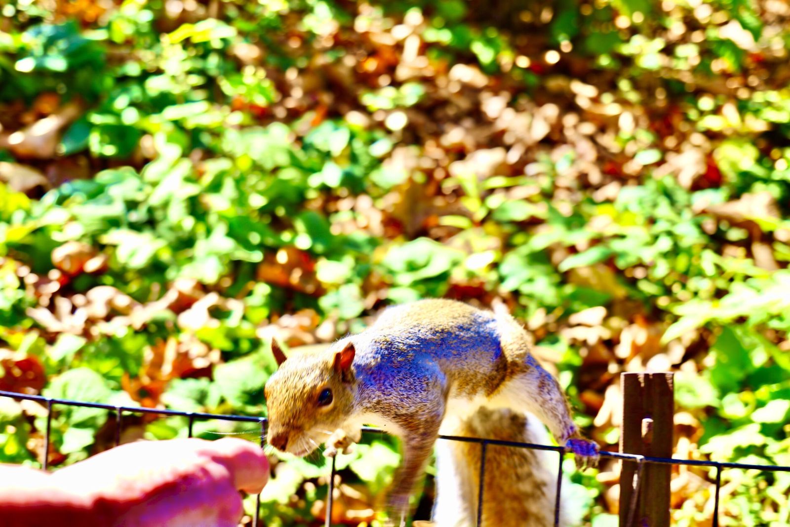 NYC10 - Day 01: Now you drop away slowly, like the autumn leaves