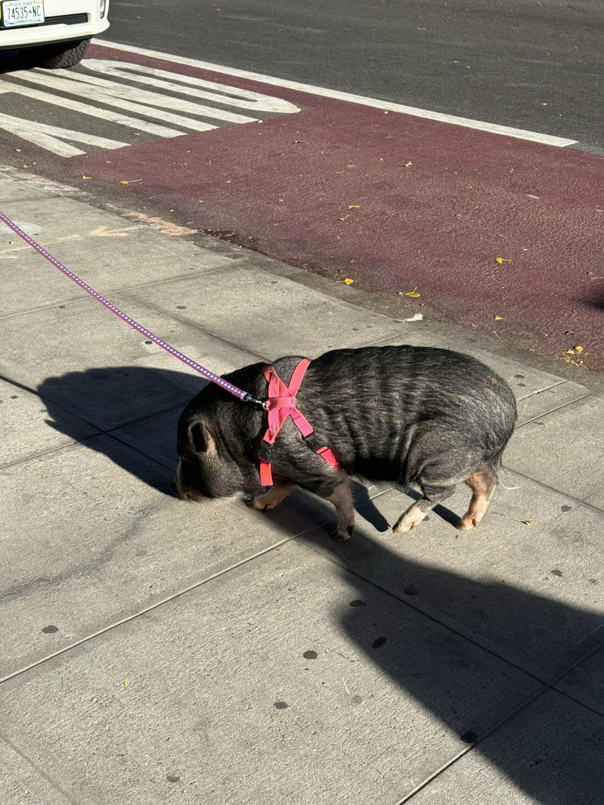 NYC10 - Day 10: Ruby, ruby, ruby, ruby
