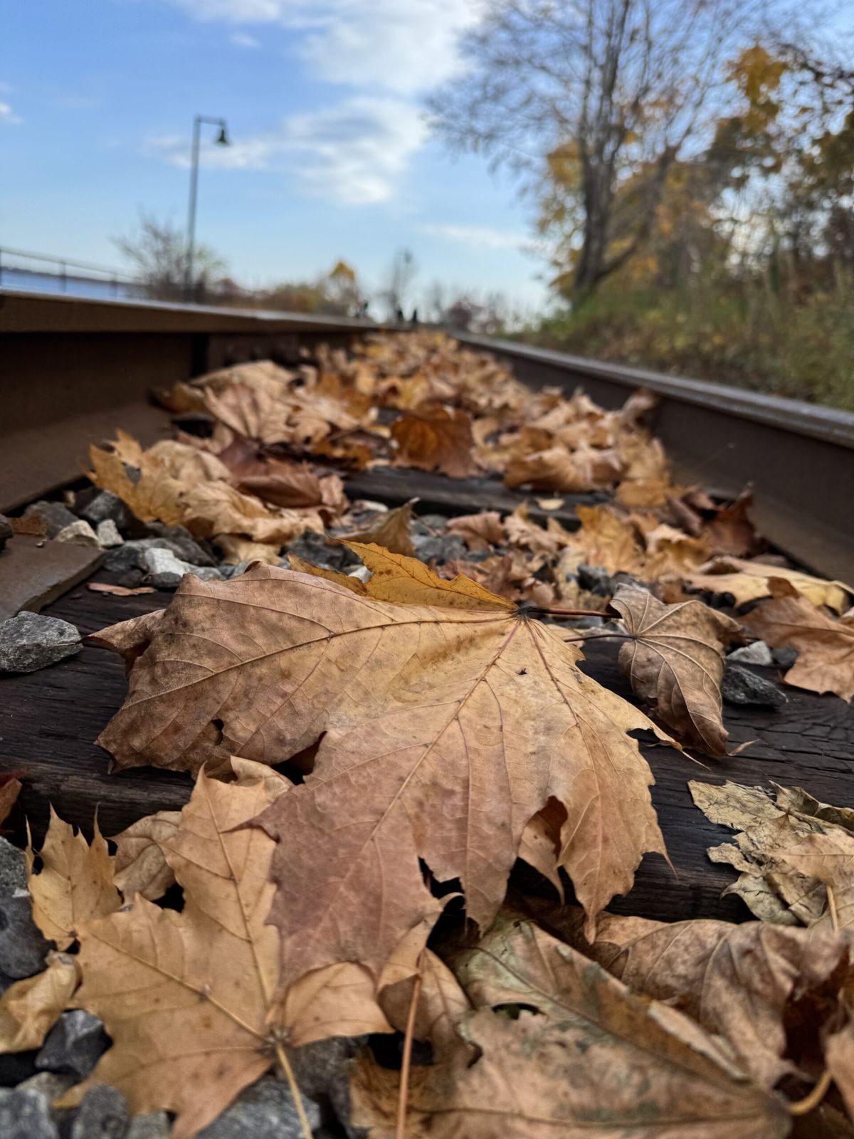 Leave in multi autumn colours dit on rail way tracks