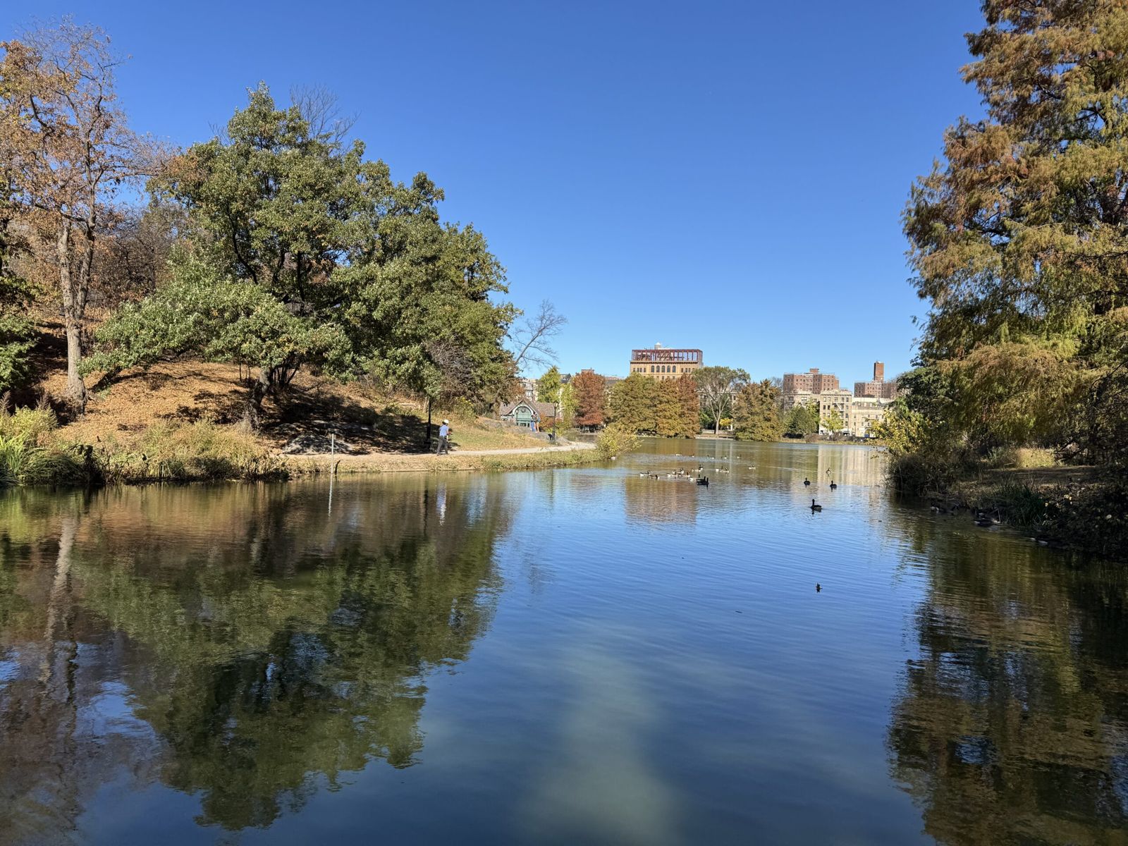 Harlem meer, a body of water bounded by sutumnal trees. There are ducks and geese on the water