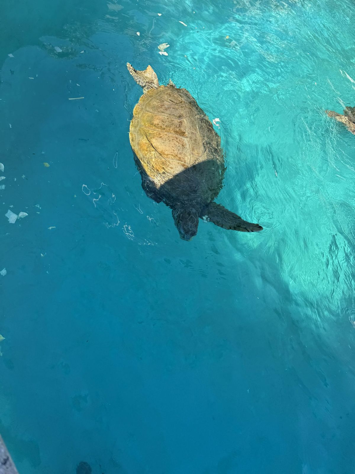 Day 32: Turtles, pink sand and spectacular views