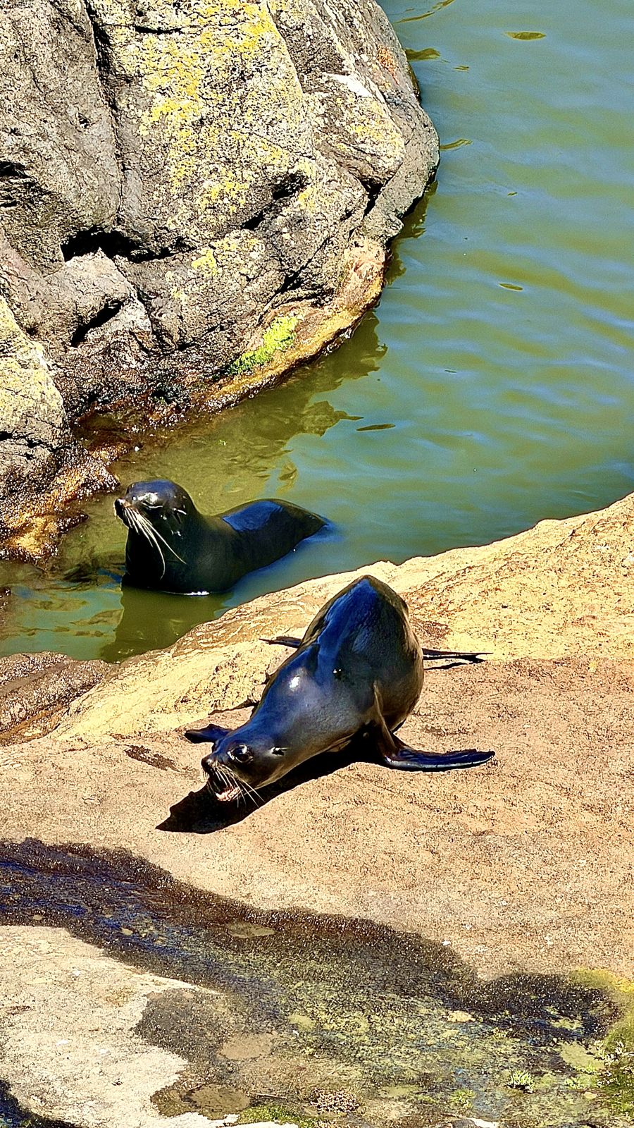 Day 04 – Dunedin Wildlife and Steep Hills